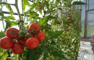 Câți fermieri din Argeș s-au înscris în programul „Tomata”?