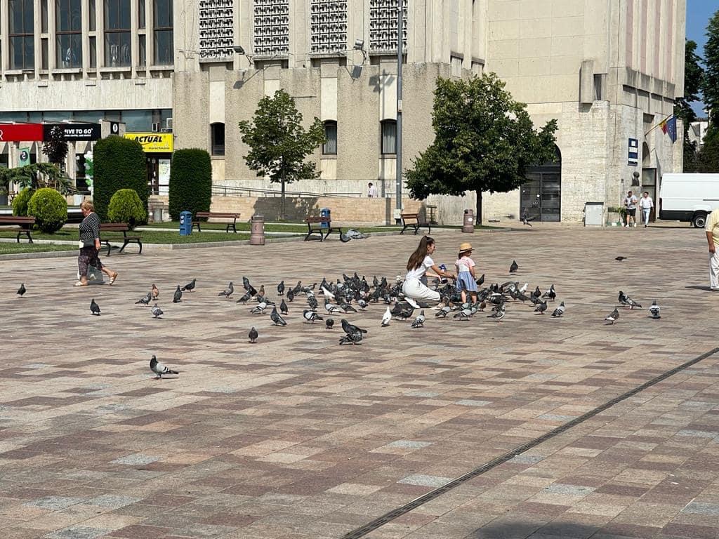 Primăria Pitești: Mesaj important privind hrănirea porumbeilor în spații publice!