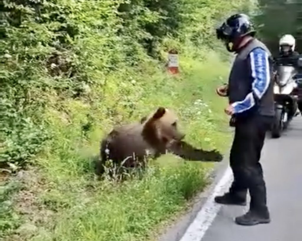 Video: A hrănit un urs și era cât pe ce să fie atacat pe Transfăgărășan