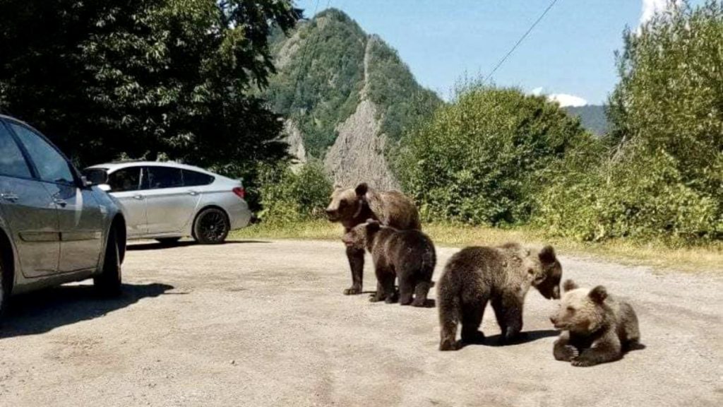 Transfăgărășan, prima zonă din România unde au apărut marcaje cu hrănirea urșilor