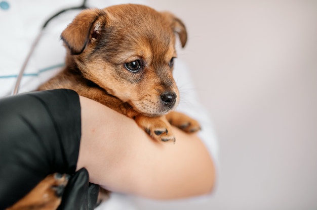 Peste 64.000 de câini au fost microcipați și vaccinați în Argeș