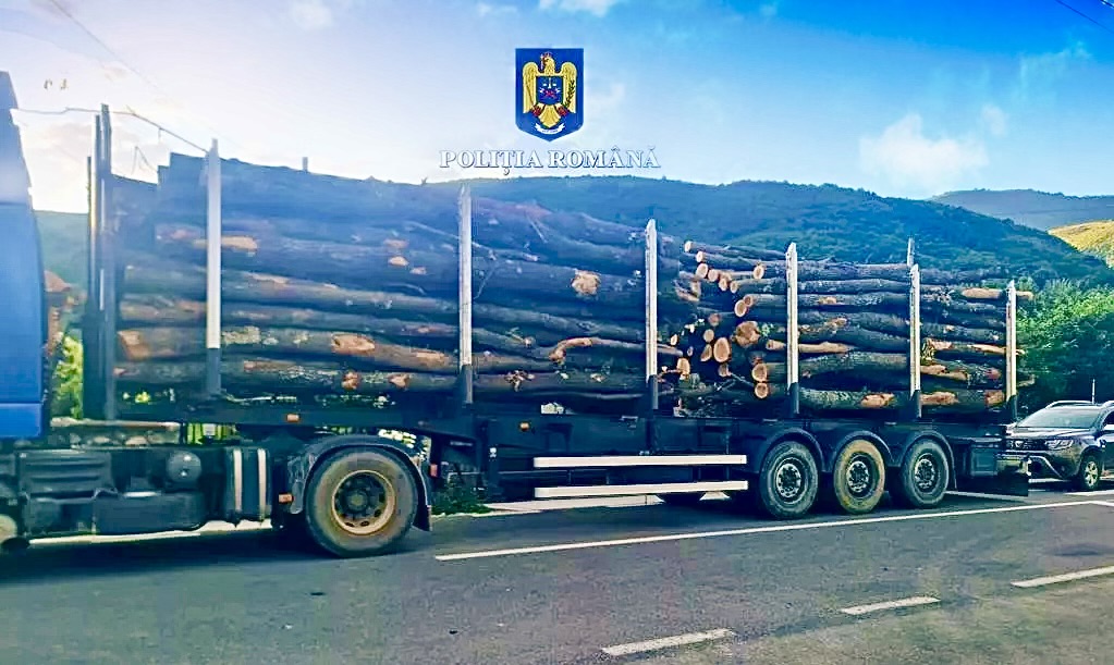 Hoții de lemne se cred invincibili în Argeș. Ilegalități fără măsură