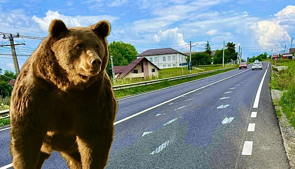 Video. Un urs dă târcoale într-o comună de lângă Pitești