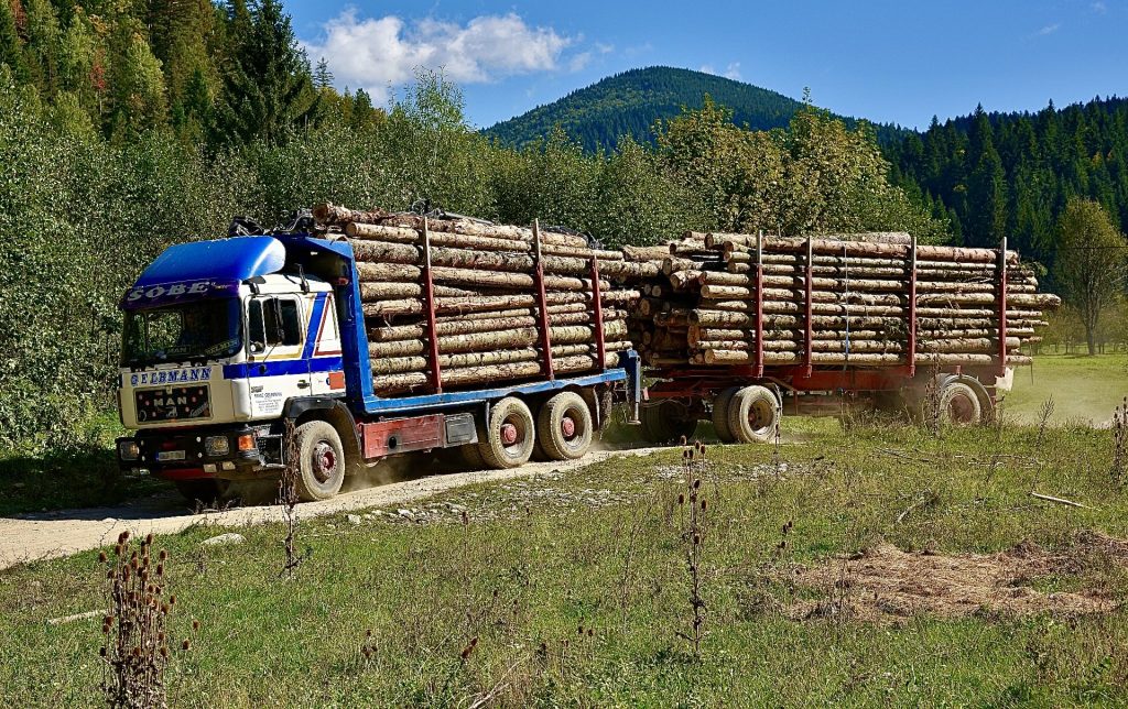 Furt masiv de lemne în Argeș. Mai mulți hoți prinși într-o singură zi
