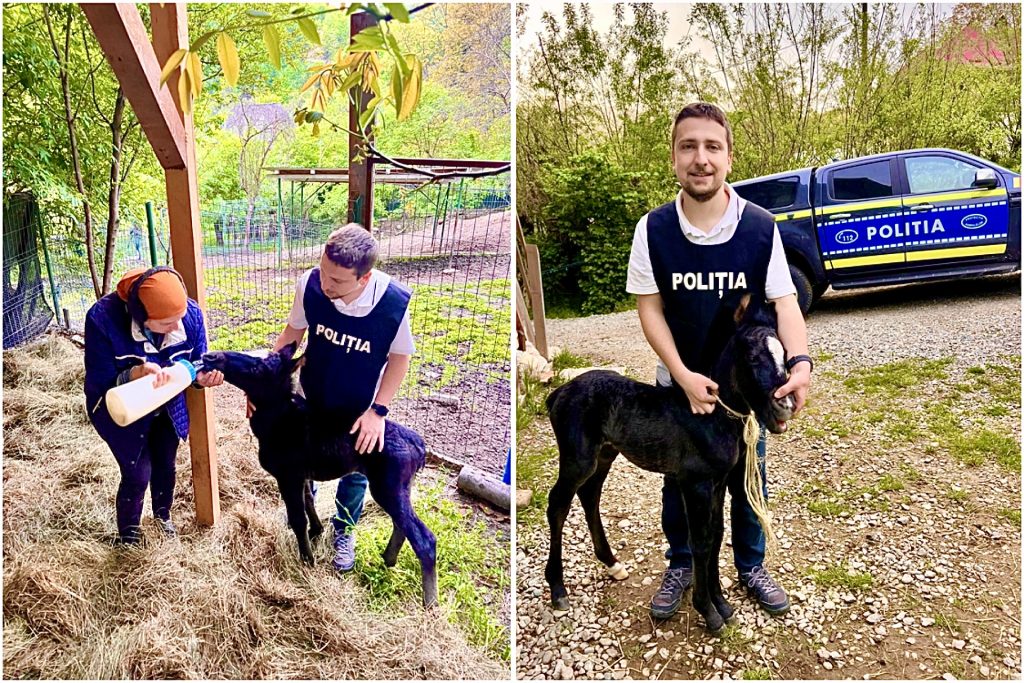 Animal abandonat într-o localitate din Argeș, salvat de polițiști