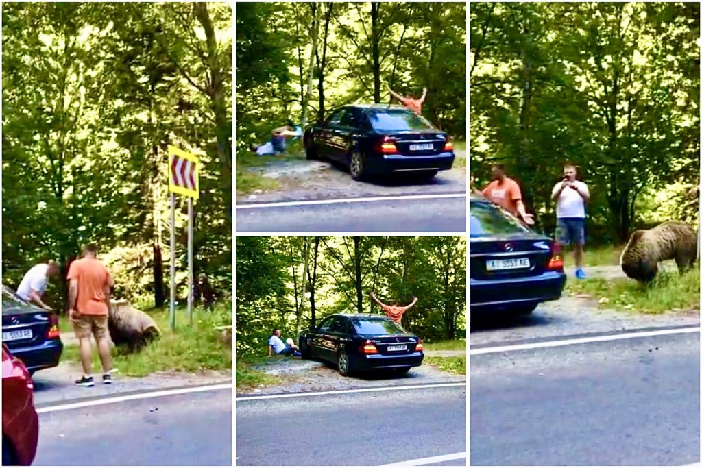 Momentul în care doi bărbați sunt atacați de urs pe Transfăgărășan