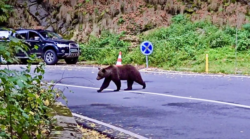 Incredibil ce a făcut un bărbat pe Transfăgărășan! Cu un copil în brațe, a ieșit la ursul ce urma să fie relocat