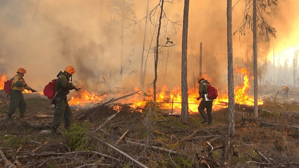 Incendiu într-o pădure din Argeș