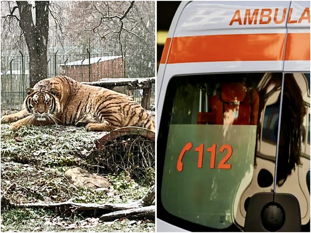 Tigru Zoo Pitești 