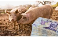 Prețuri de te ia capul! Un porc „în viu” costă cât salariul minim pe economie