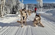 Locul de vis din România care bate Laponia! Plimbări cu sania trasă de Husky