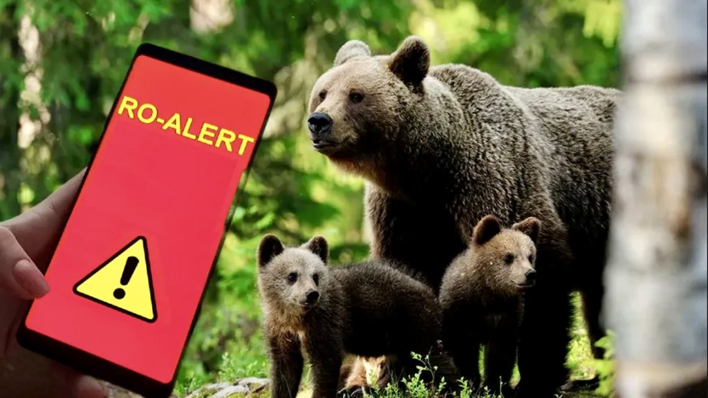 Alertă pe Transfăgărășan! Urs observat în zona Barajului Vidraru