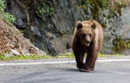 Motociclist de 73 de ani, mușcat de un urs pe Transfăgărășan