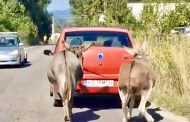 Imagini revoltătoare în Argeș. Doi măgăruși legați și trași de o mașină