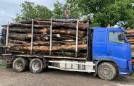 Razie silvică în Argeș. Lemn confiscat și amenzi de peste 3.000 de lei