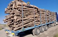 Transport ilegal de lemne, stopat în Argeș. Polițiștii au confiscat marfa și au aplicat amenzi grele