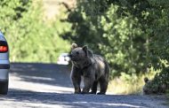Transfăgărășan, Valea Prahovei și Carpații Orientali, zonele unde urșii ies tot mai des în fața oamenilor!