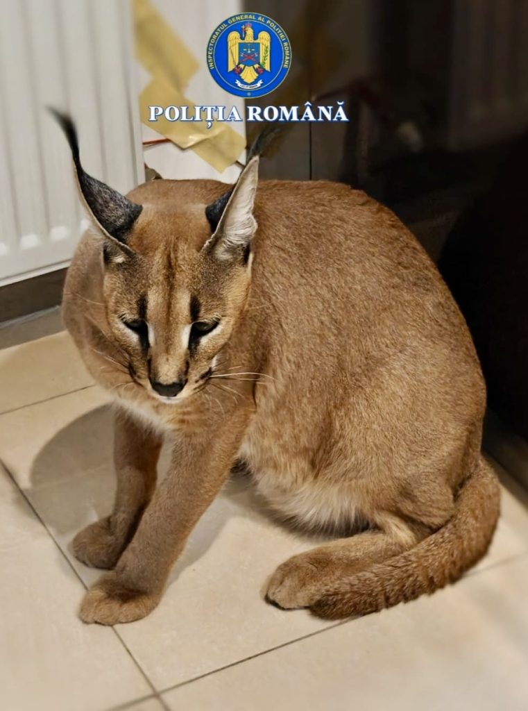 dc10d7d2-c839-4250-b525-4e2a60000da7 – Ziarul Argeşul - ediţia online