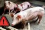 DSVSA Argeș trage un semnal de alarmă: Nu mânca porc fără acest test obligatoriu!