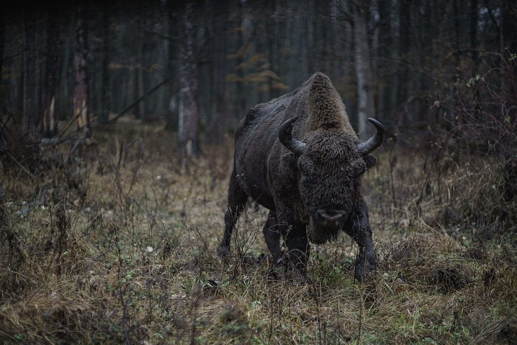 Zimbru- – Ziarul Argeşul - ediţia online
