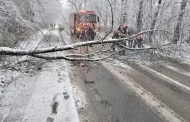 Trafic blocat din cauza unui copac căzut în pădurea Trivale, drumul spre Găvana