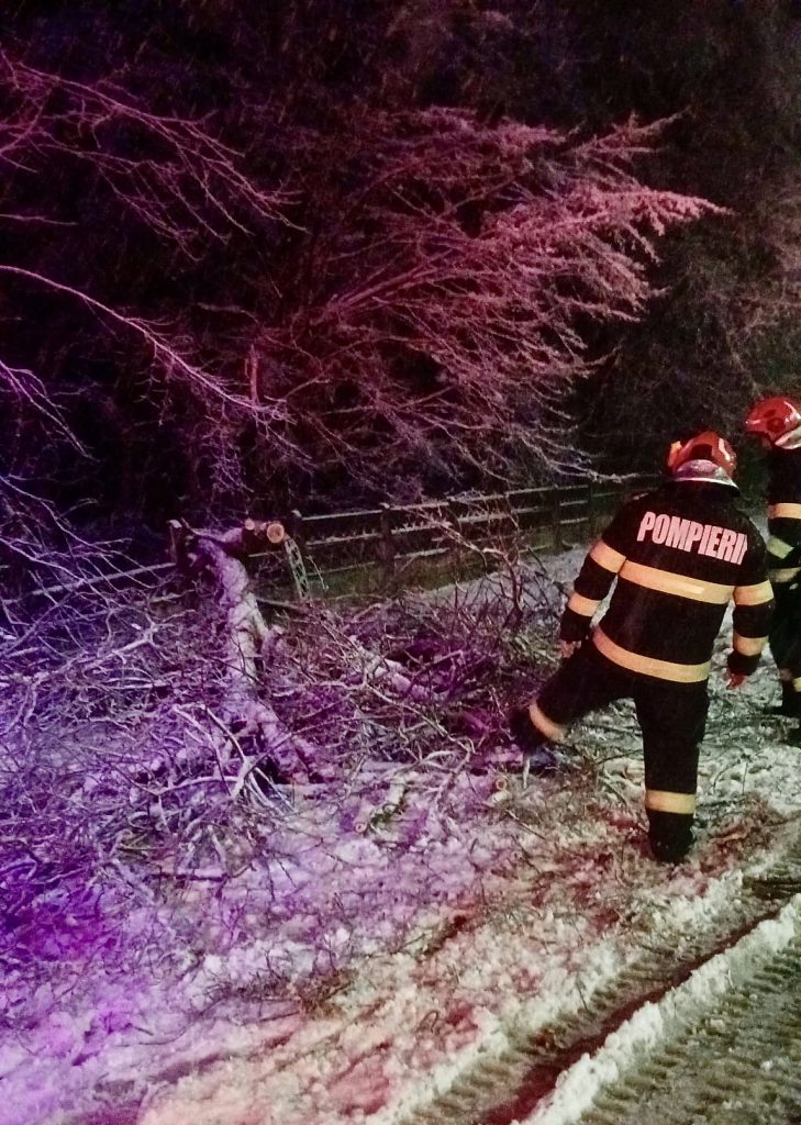 Copac-căzut- – Ziarul Argeşul - ediţia online