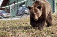 Un urs a fost împușcat în Argeș după ce a atacat o gospodărie