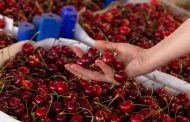 S-a aflat secretul! Locul din Argeș unde cireșele costă doar 10 lei kilogramul