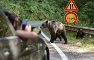 Turistul mușcat de urs pe Transfăgărășan a fost amendat cu 20.000 de lei!