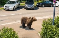 Argeș: Doi urși au fost împușcați în acest sfârșit de săptămână