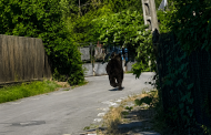 Un urs a băgat în sperieți localnicii din satul Țigănești. Animalul ar fi fost lovit de o mașină și este căutat de autorități