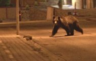 Alertă maximă în Argeș: Urs semnalat în zona barajului Prundu!