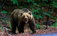 Femeie rătăcită în pădure, la un pas de o tragedie: „Este un urs lângă ea, e risc de atac!”