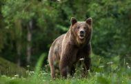 O turistă din Germania a fost atacată de urs la un cunoscut camping din comuna Arefu!