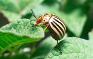 Ce insecticide aleg fermierii pentru combaterea gândacului de Colorado