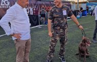 Moonlight Dog Show revine la Bradu. Spectacol chinologic în această seară, cu intrare liberă