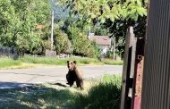 Pericol în Bascov: Un urs dă târcoale caselor! Autoritățile au emis RO-ALERT și cer prudență maximă