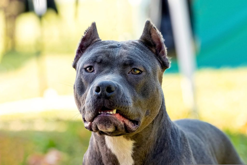 Amstaff – Ziarul Argeşul - ediţia online