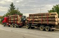 Argeș: Un bărbat de 58 de ani transporta lemne fără acte. Amendă de 4.000 de lei și marfa confiscată
