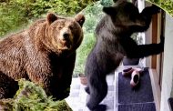 Alertă în Argeș! Urșii au ajuns în curțile oamenilor și au provocat pagube