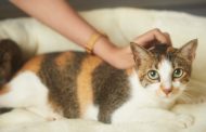 Pisica ta cere mereu mâncare? Află dacă este foame sau doar un obicei