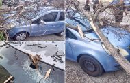 Arbore căzut peste un autoturism, în Pitești. Intervenție în cartierul Prundu