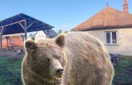 Urșii au dat alarma în Argeș! În ce comune au fost văzuți